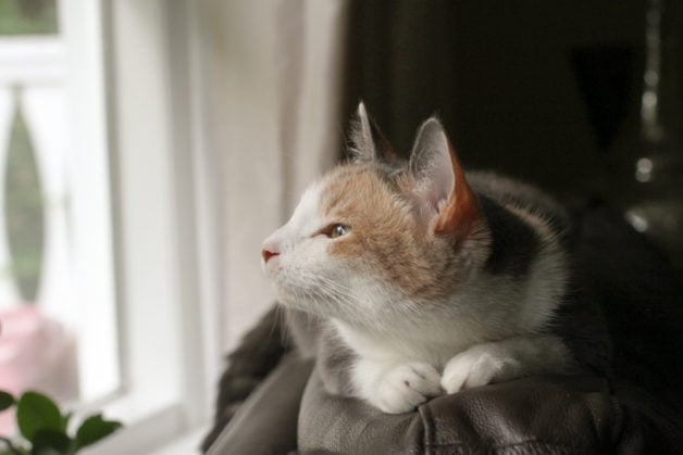 cat looking out window.