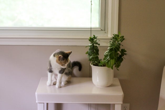 cat on table.