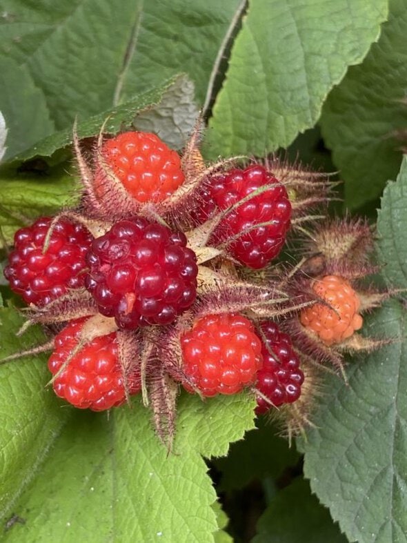 wineberry cluster.