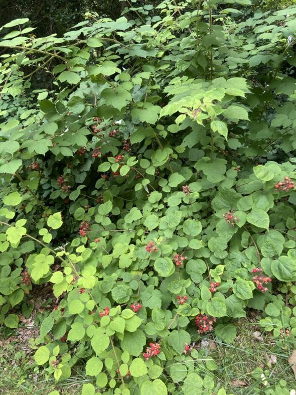 wineberry bushes.