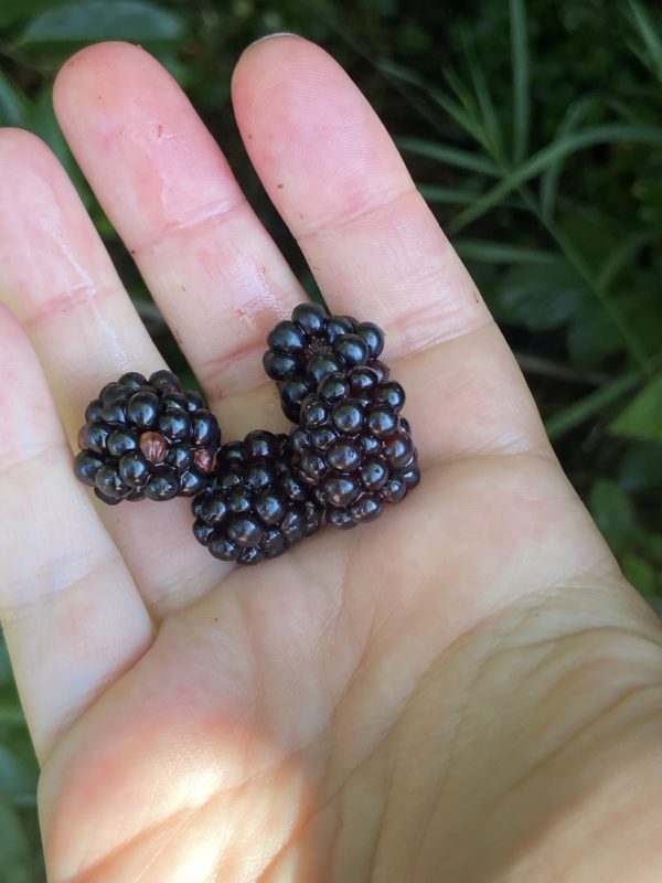 berries in Kristen's hand.