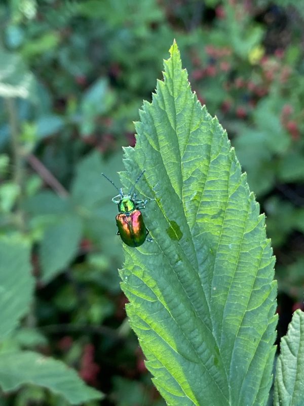 bug on leaf.
