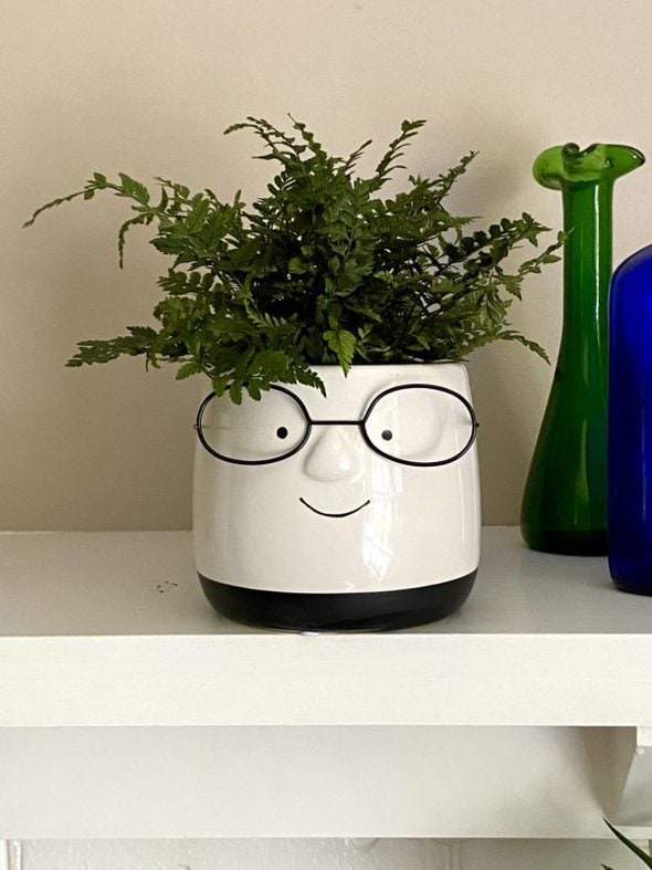fern in a pot with eyes.