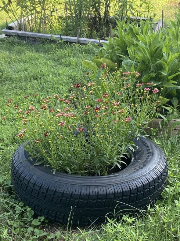 flowers growing in an old tire.