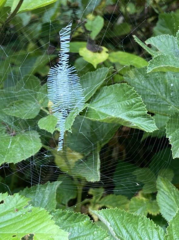 spider web.