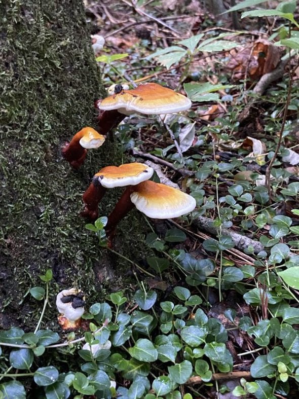 mushrooms at base of tree.