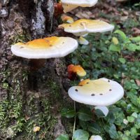 mushrooms on side of tree.
