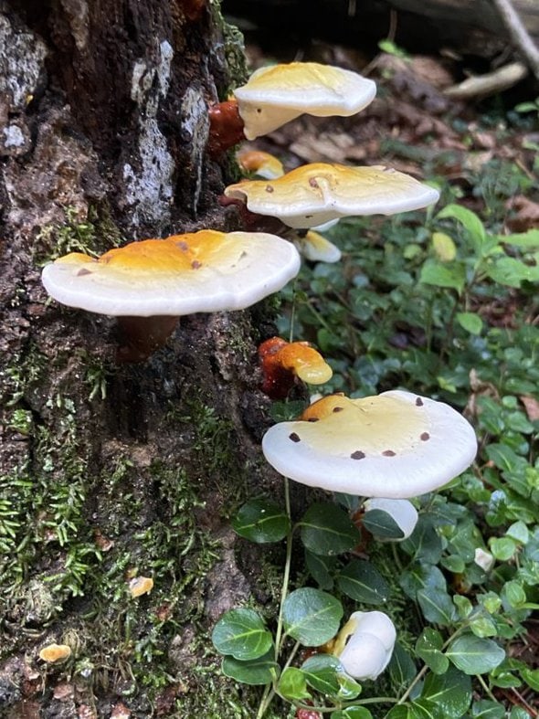 mushrooms on side of tree.