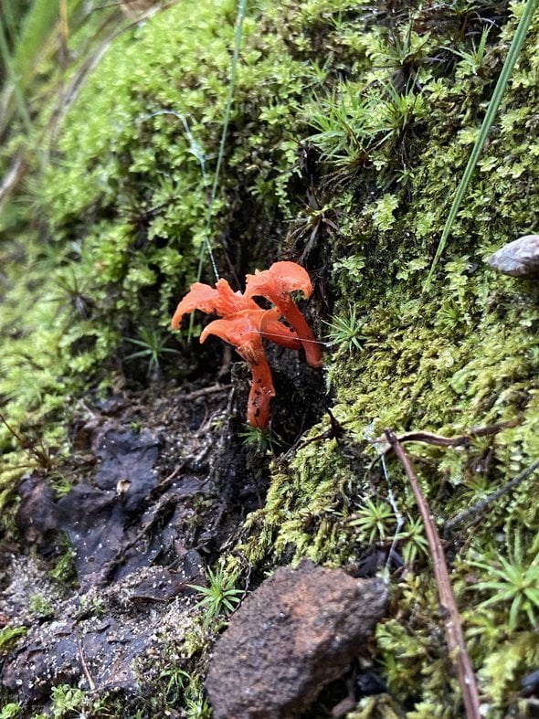 red mushrooms.