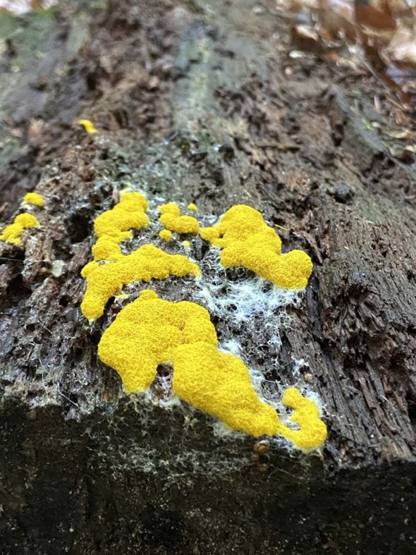 yellow fungus.