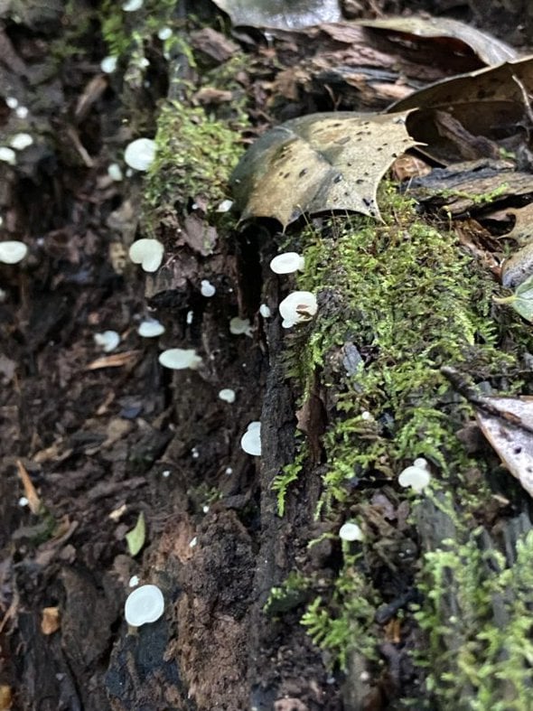 tiny mushrooms.