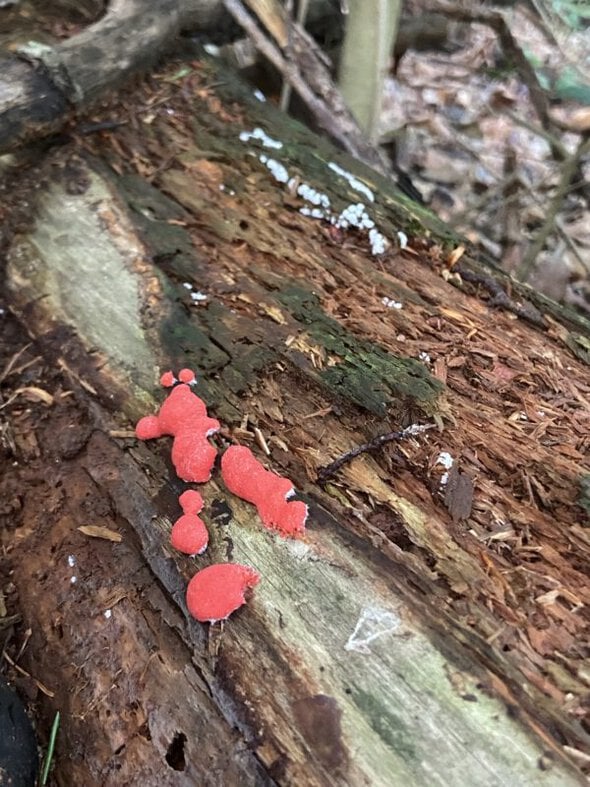 red fungus.
