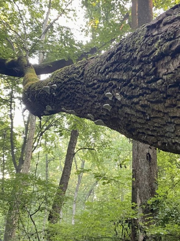 mushrooms on tree.