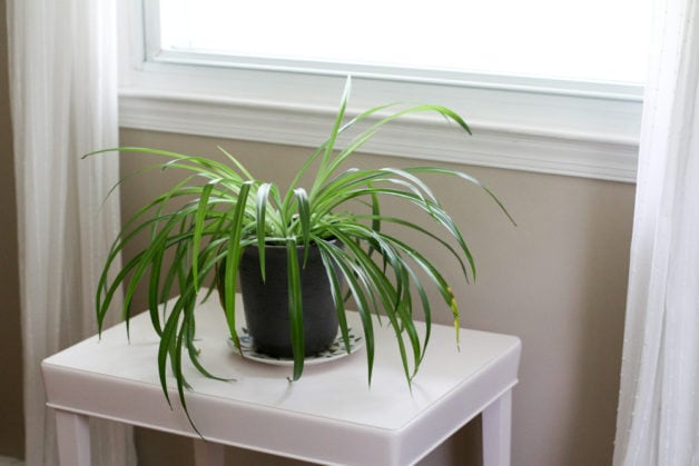 spider plant on table.