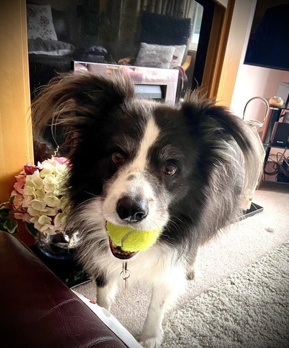 border collie with tennis ball in his mouth.