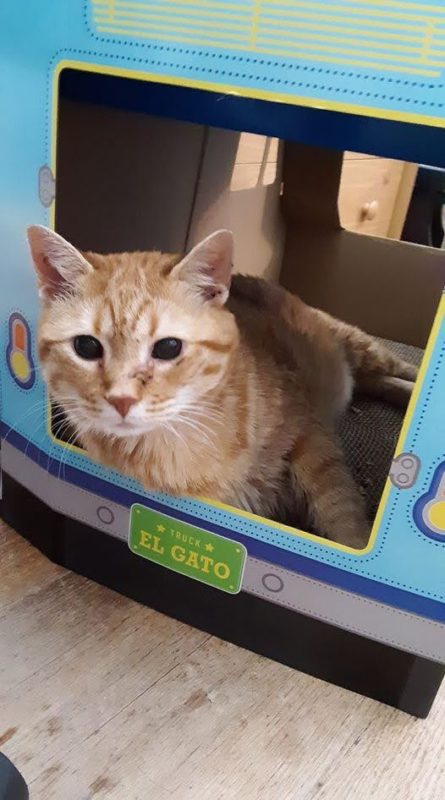 cat in box.