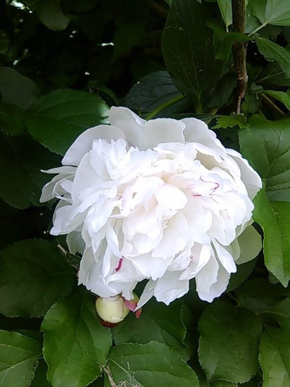 white peony.