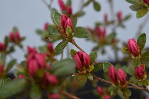 azalea blooms.