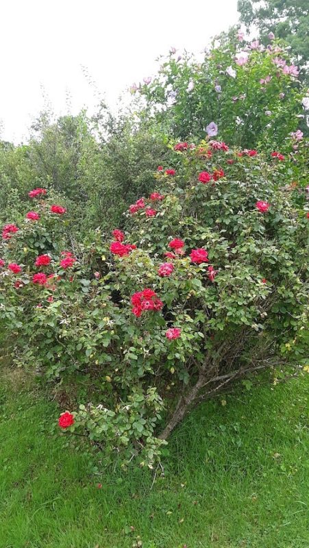 large rose bush.