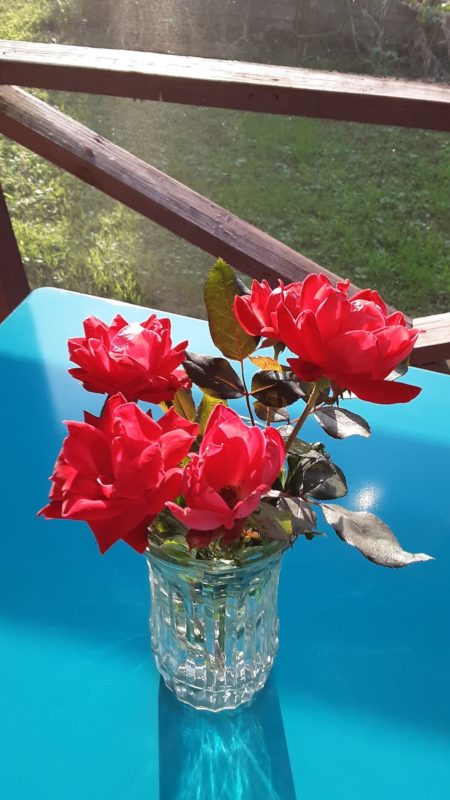 roses in a vase.