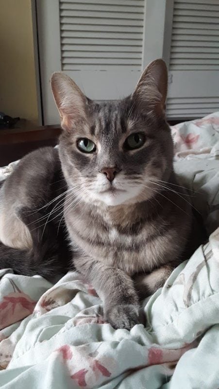 gray cat.