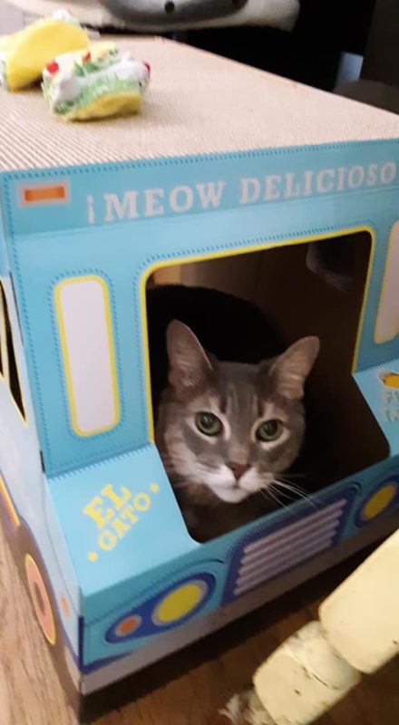 cat in a box.
