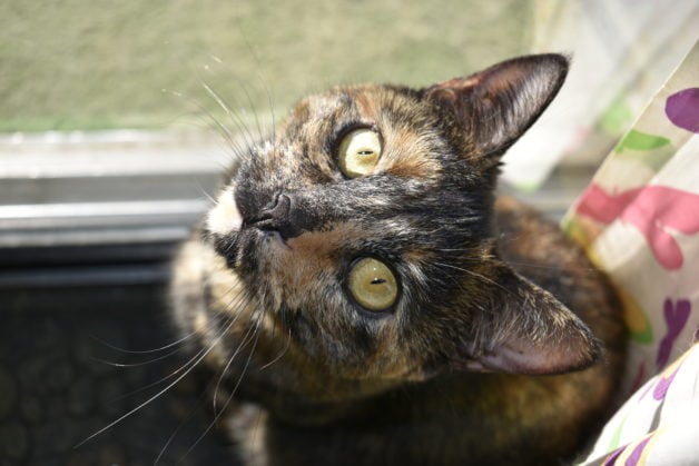 torti cat.