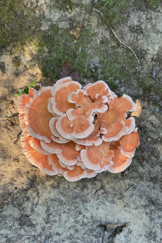 chicken of the woods mushroom.