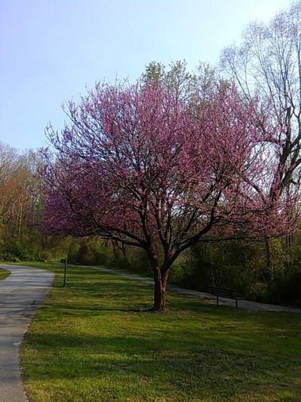 cherry tree.