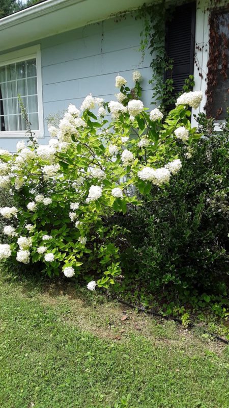 white hydrangea.