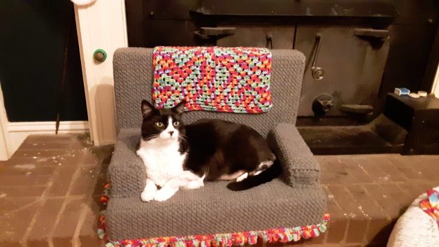 cat on couch.