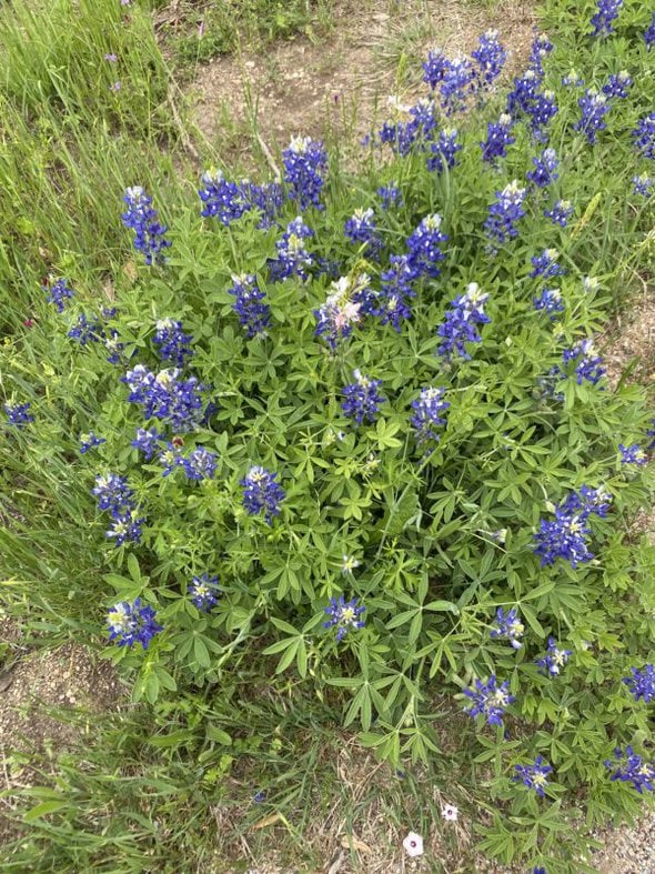 bluebonnets.