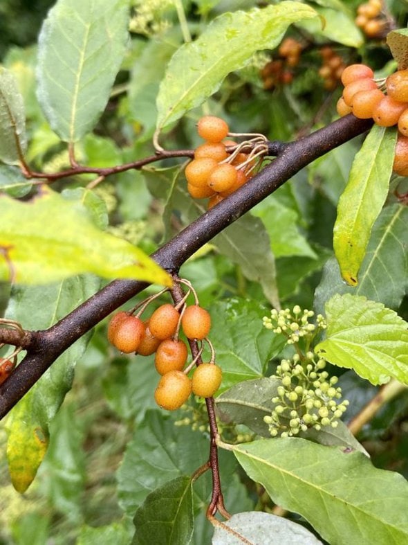 orange berries.