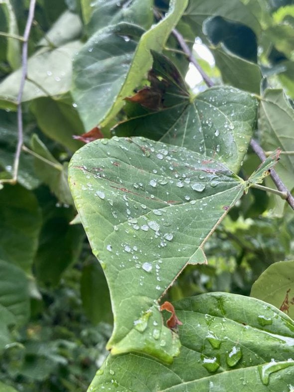 water droplets on leaf.