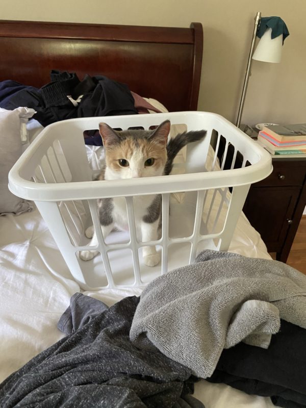 calico cat in laundry basket.