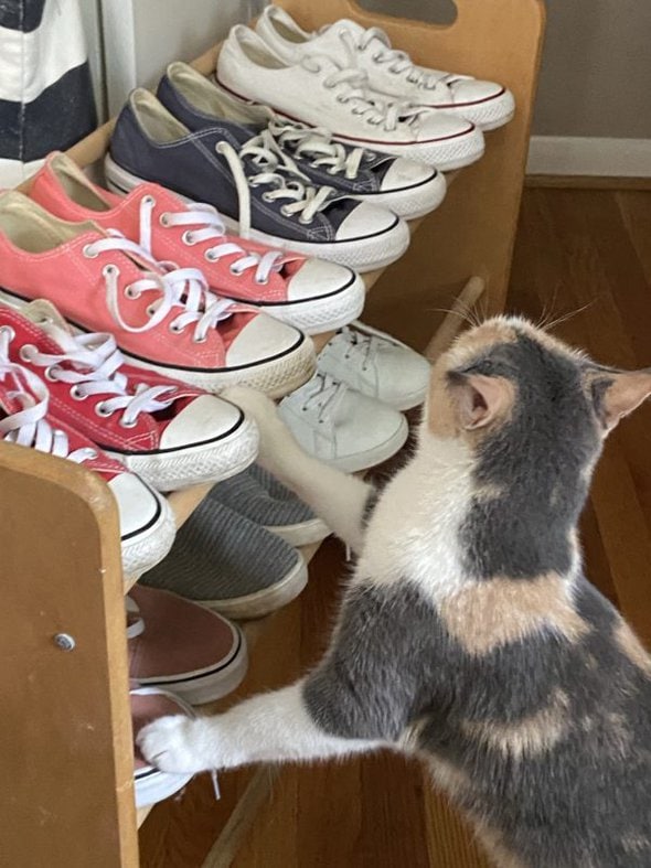 shoe rack with converse on top shelf.