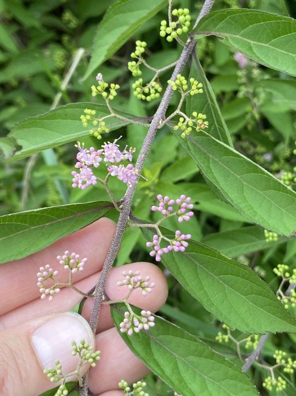 small purple flowers.