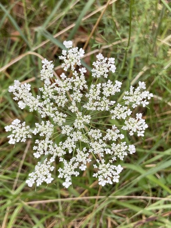 white flowers.