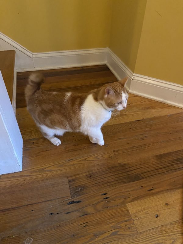 brown and white cat.