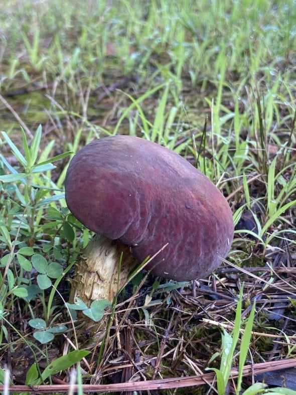 purple mushroom.
