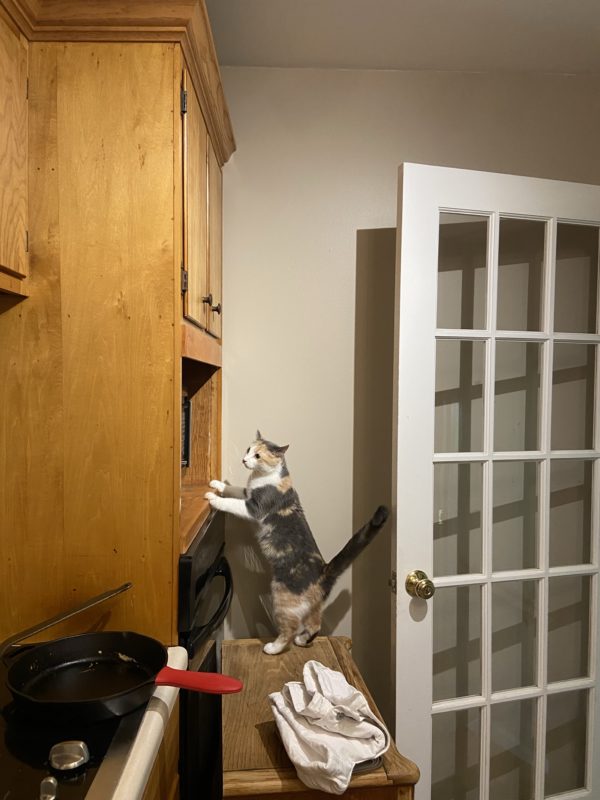 cat standing on nightstand.