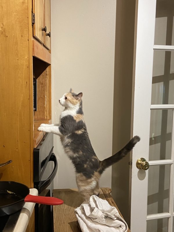 cat standing up.