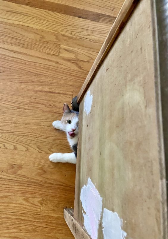 cat peeking out from under furniture.