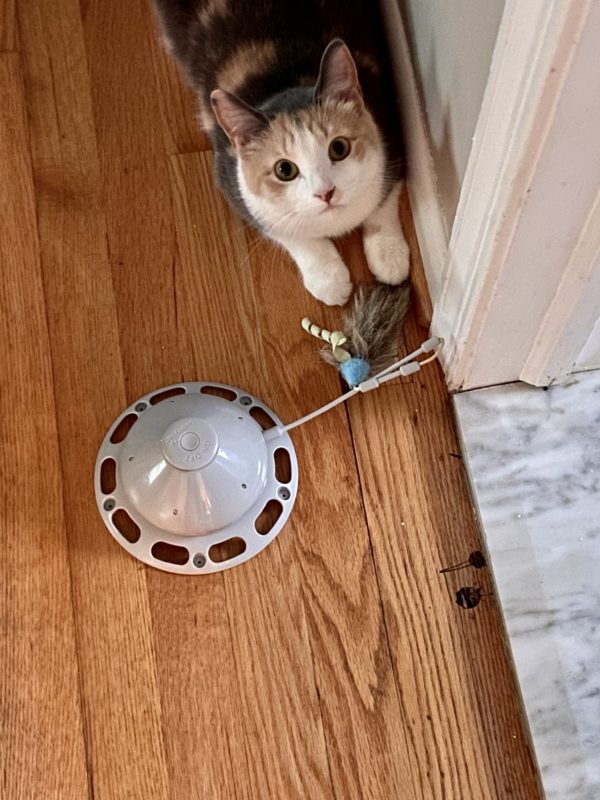 calico cat looking up.