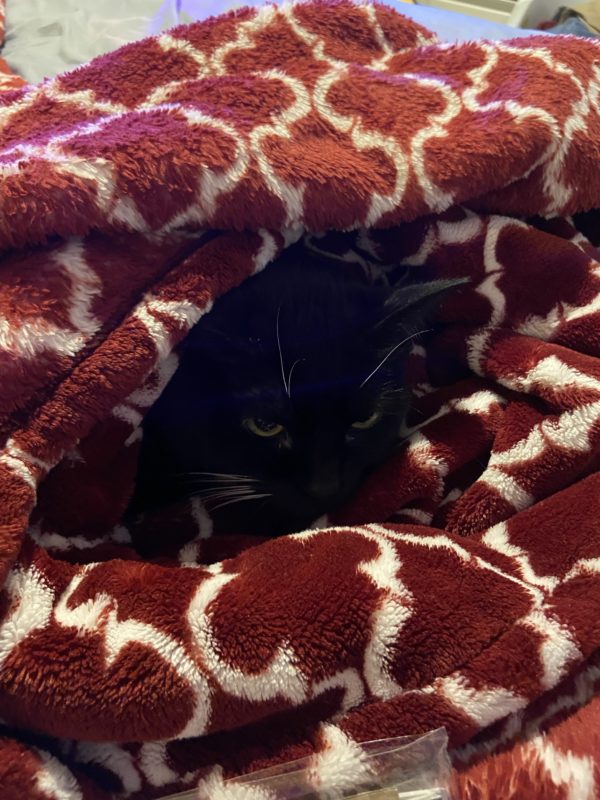 cat in blanket.