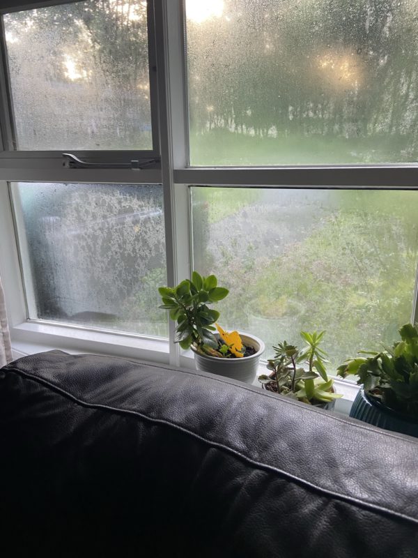 humid window.