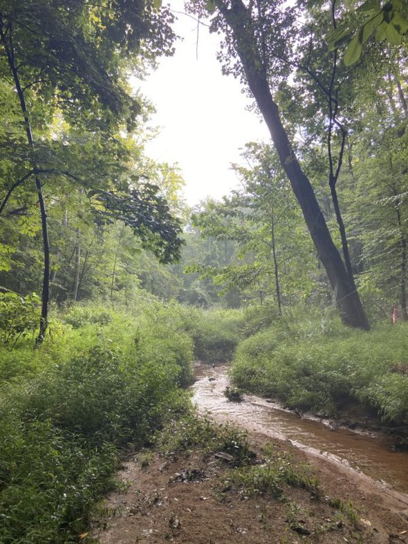 creek in the woods.