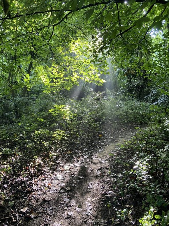 trail in the woods.