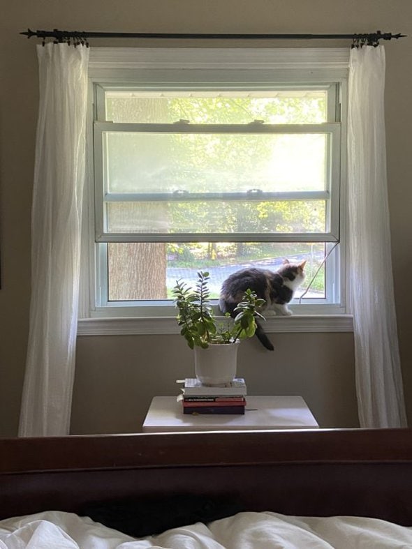 cat in window.