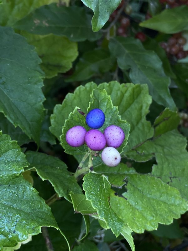 porcelain berries.